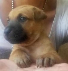 Akela's Cubs For Booking - Black Mouth Cur + German Shepherd Dog Dog