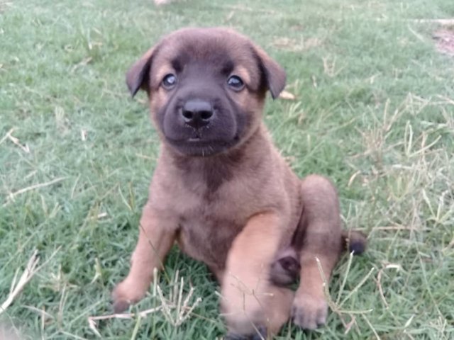 Akela's Cubs For Booking - Black Mouth Cur + German Shepherd Dog Dog