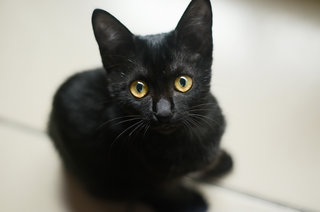 Blackie - Bombay + Domestic Medium Hair Cat