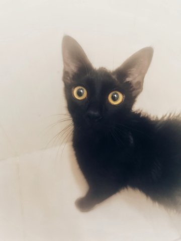 Blackie - Bombay + Domestic Medium Hair Cat