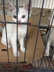 White Colored Cat With Kitten - Turkish Angora Cat