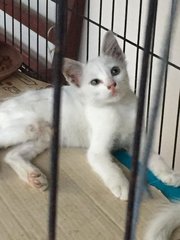 White Colored Cat With Kitten - Turkish Angora Cat