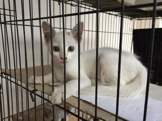 White Colored Cat With Kitten - Turkish Angora Cat