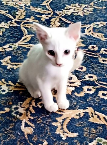 White Colored Cat With Kitten - Turkish Angora Cat