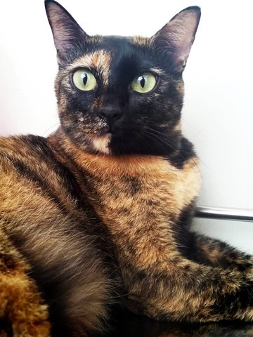 Crunchy  - Domestic Medium Hair + Tortoiseshell Cat