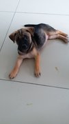 Puggy - Mixed Breed Dog