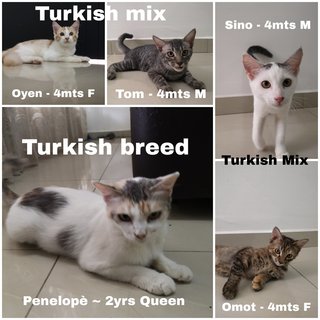 Penelopè &amp; Kittens - Turkish Van + Domestic Short Hair Cat