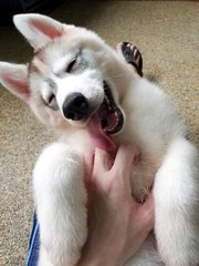 Husky Puppy For Adoption - Siberian Husky Dog