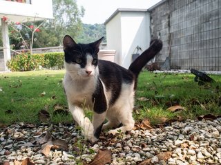 Shamu - Domestic Short Hair Cat