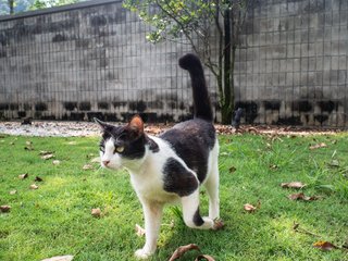 Shamu - Domestic Short Hair Cat