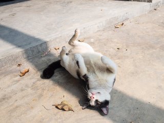 Shamu - Domestic Short Hair Cat