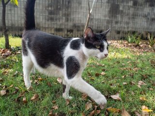 Shamu - Domestic Short Hair Cat