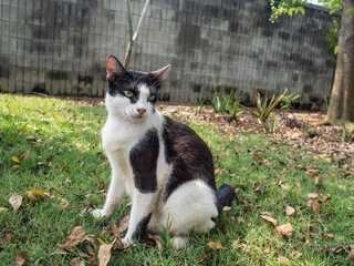 Shamu - Domestic Short Hair Cat