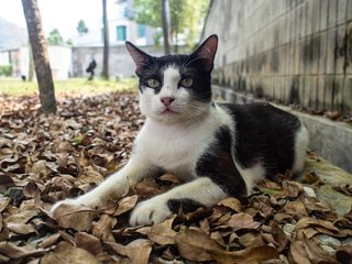 Shamu - Domestic Short Hair Cat