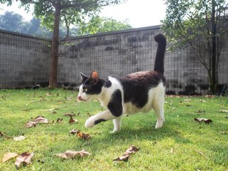 Shamu - Domestic Short Hair Cat