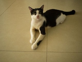 Shamu - Domestic Short Hair Cat