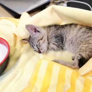 kitten sleeping