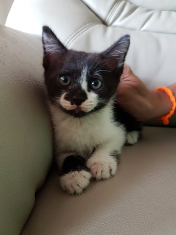 Roxy - Domestic Long Hair Cat