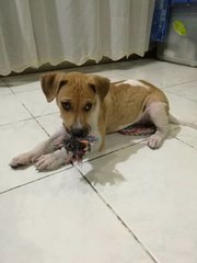 Bagel loves to bite toys as he has teeth growing around his mouth.