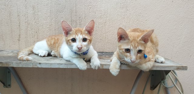 Stripes And Vanilla - Bengal + Domestic Medium Hair Cat