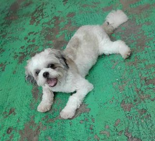 Bailey - Shih Tzu Dog