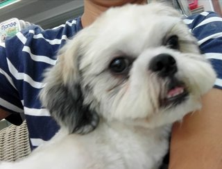 Bailey - Shih Tzu Dog