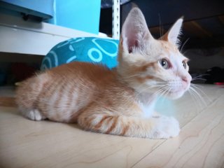 Ginger - Domestic Short Hair Cat