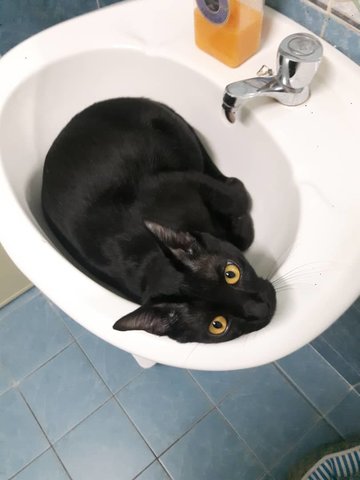 Jasper - Bombay Cat