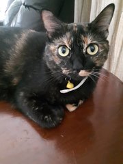 Kitty - Domestic Short Hair + Tortoiseshell Cat