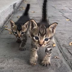 Blossom, Buttercup And Bubbles - Tabby Cat