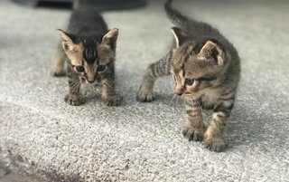 Blossom, Buttercup And Bubbles - Tabby Cat