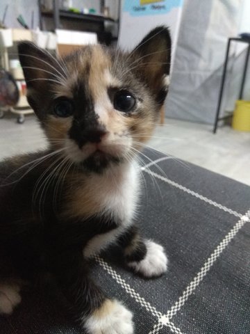 Kitten Desa Setapak - Domestic Short Hair Cat