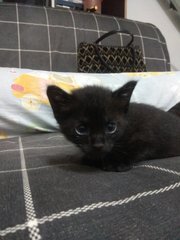 Kitten Desa Setapak - Domestic Short Hair Cat