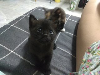 Kitten Desa Setapak - Domestic Short Hair Cat