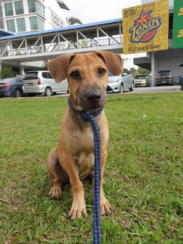 Hero - Mixed Breed Dog