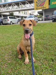 Hero - Mixed Breed Dog