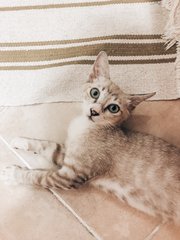 Kopi - Domestic Short Hair Cat