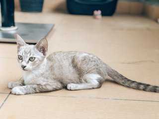 Kopi - Domestic Short Hair Cat