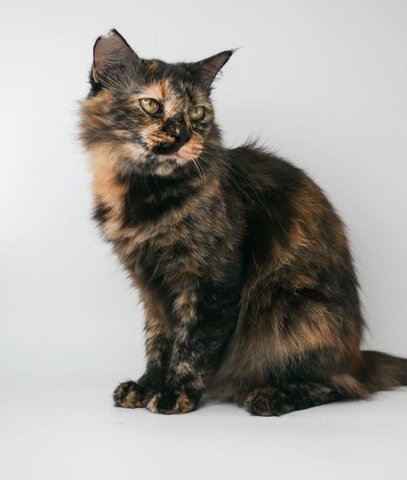 Dalila - Domestic Short Hair Cat