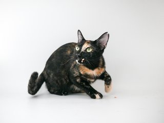 Delila - Domestic Short Hair Cat