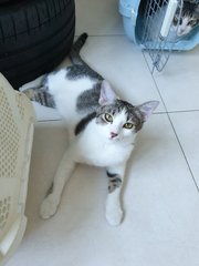 Tiny The Longkang Cat - Domestic Short Hair Cat