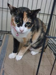 Miss Calico - Domestic Short Hair Cat