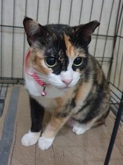 Miss Calico - Domestic Short Hair Cat