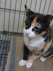 Miss Calico - Domestic Short Hair Cat