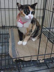 Miss Calico - Domestic Short Hair Cat