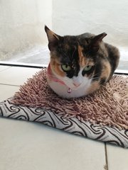 Miss Calico - Domestic Short Hair Cat