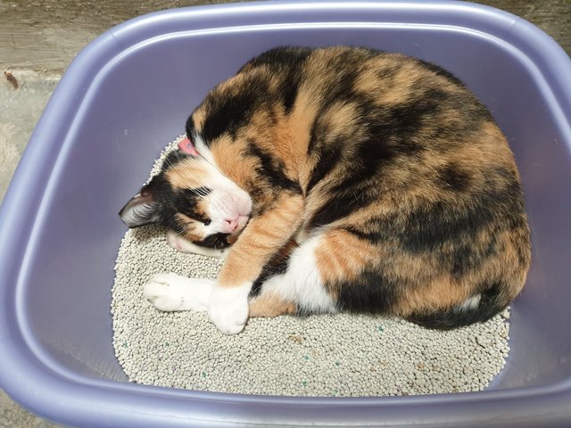 Miss Calico - Domestic Short Hair Cat