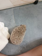 Hedgehog - Hedgehog Small & Furry