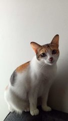 Mei Lee - Domestic Medium Hair Cat