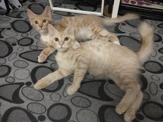 Smokey &amp; Wasabi - Domestic Long Hair Cat